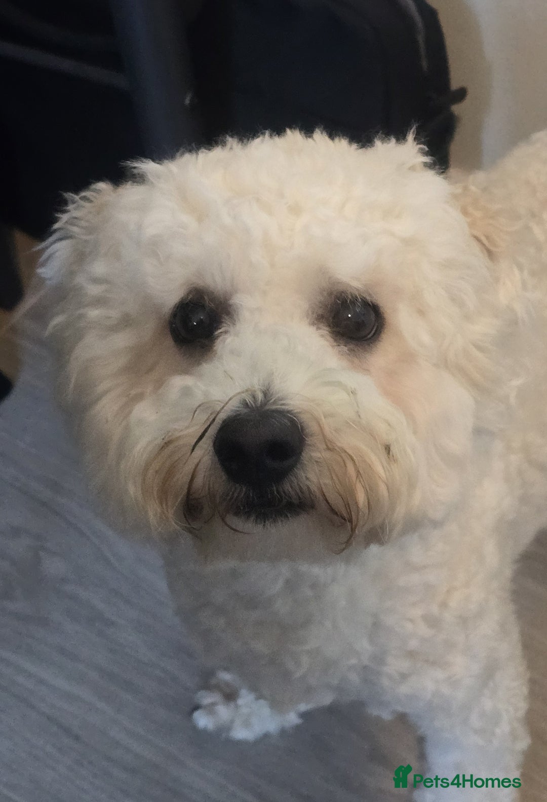 Bichon Frise dogs for sale: Ripple - Image 1