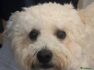 Bichon Frise dogs - Advert 4