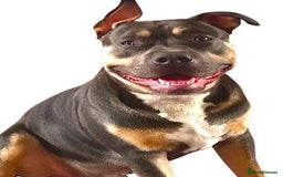 American Bull Staffy dogs for stud: Hugo  - Image 4