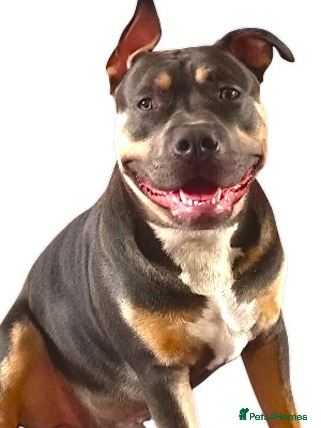 American Bull Staffy dogs for stud: Hugo  - Image 4