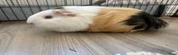 Guinea Pig rodents for sale: 2 Female Guinea pig sisters - Advert 24