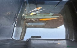 Koi Carp fish for sale: 5 koi and 4 golden orfes  - Image 2