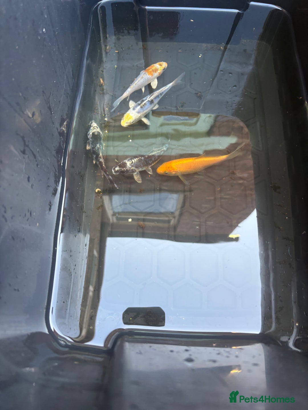 Koi Carp fish for sale: 5 koi and 4 golden orfes  - Image 2