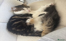 Ragdoll cats for sale: Beautiful Half Ragdoll Kittens - Image 15
