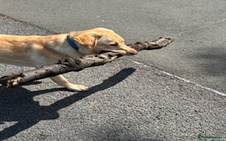 Labrador Retriever dogs for stud: Skippio is ready for stud ♥️ - Image 4