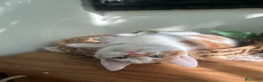 Domestic Shorthair 1
