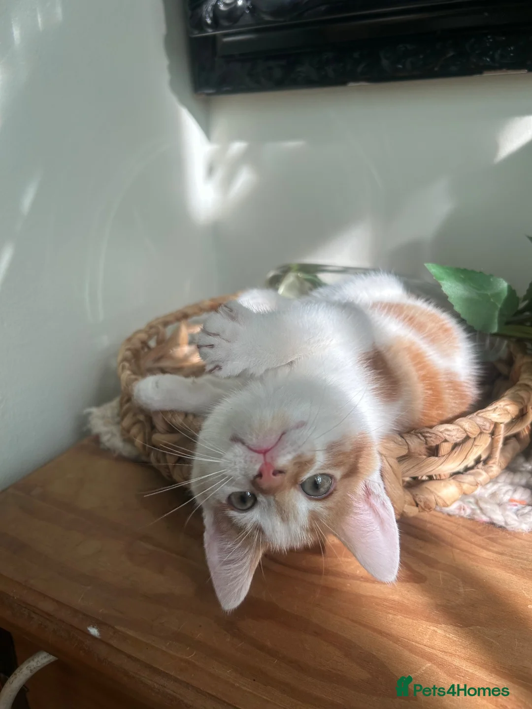 Domestic Shorthair cats for sale: Kittens to a good home  in Peterborough - Advert 2