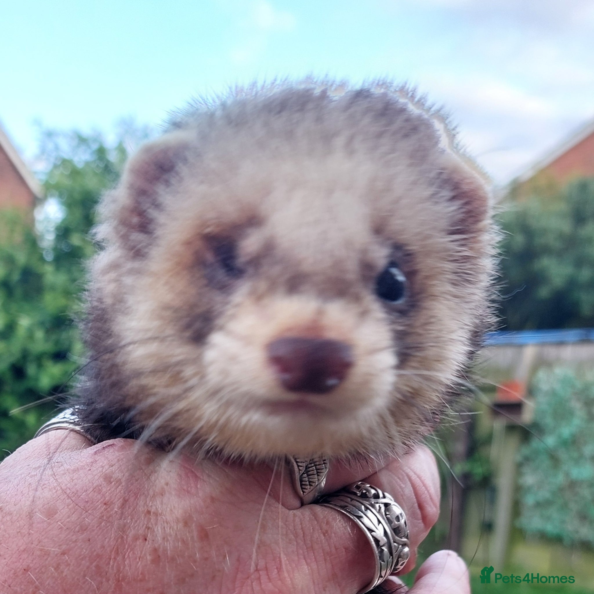 Ferret rodents Rescued Hobb for Rehome - Advert 1