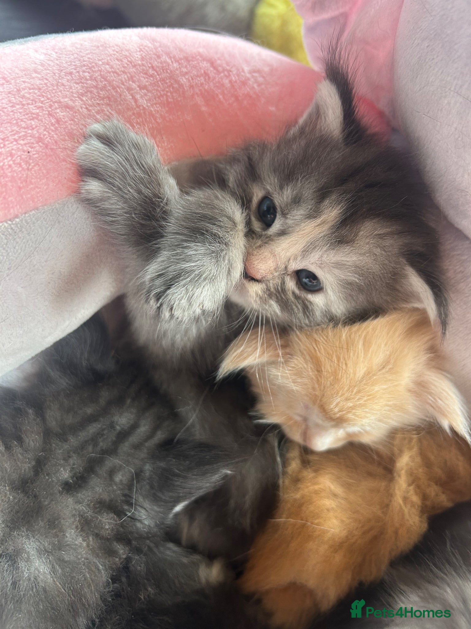 Maine Coon cats for sale: 6 Maine coon kittens for sale  in Brechin - Advert 14