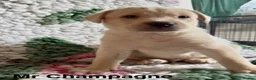 Labrador Retriever dogs for sale: Absolutely stunning KC Registered puppies for sale - Advert 19