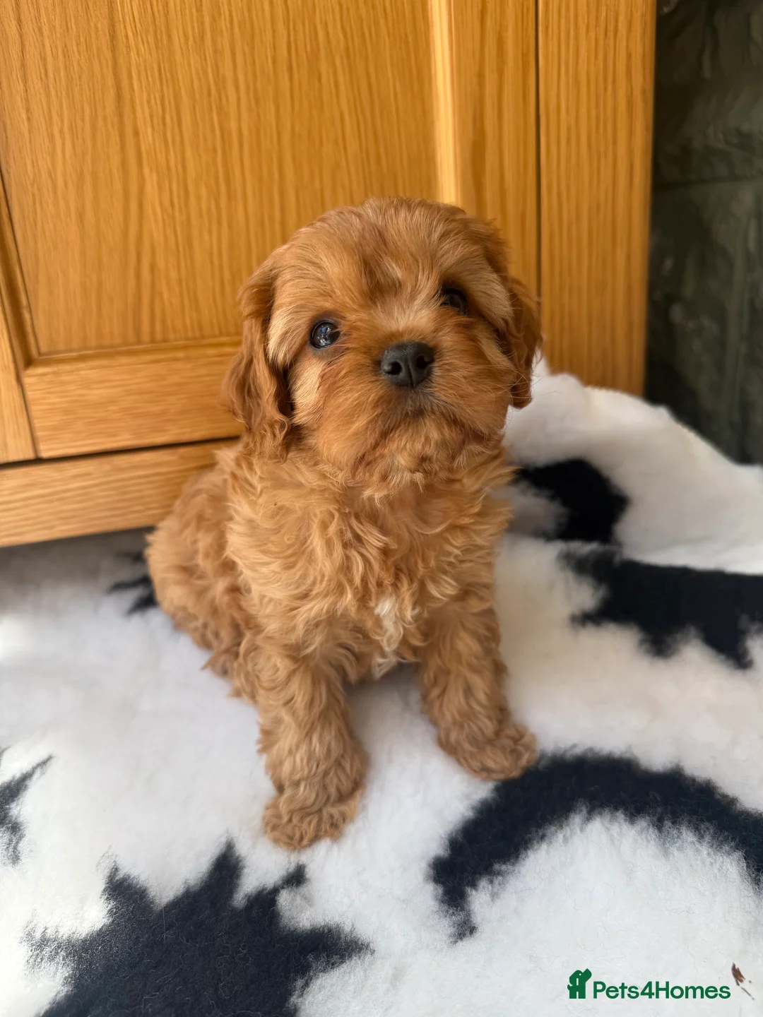 Cavapoo dogs for sale: Extensively Health Tested Red Cavapoos - Advert 10