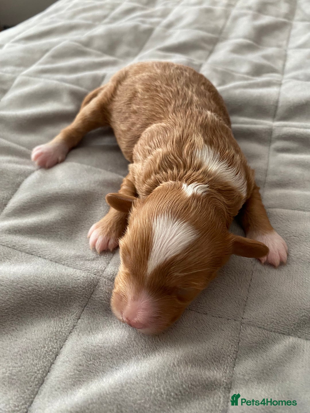 Cockapoo dogs for sale: F1b cockapoo video call viewings available  - Advert 12