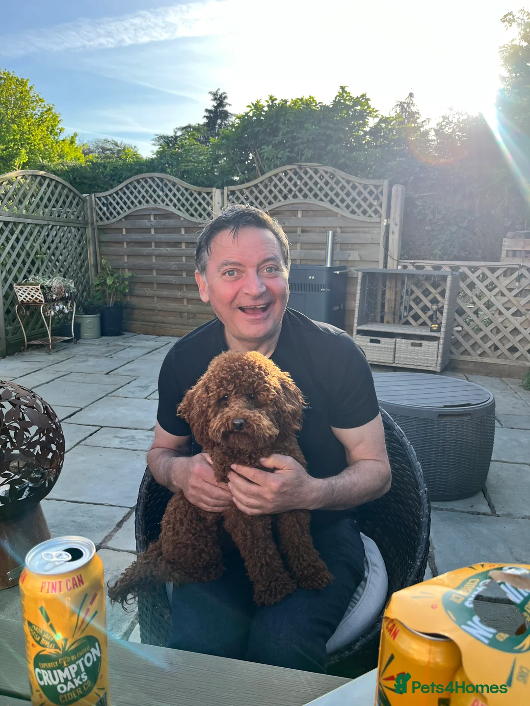 Toy Poodle dogs for stud: William of Worcestershire Small miniature Poodle in Evesham - Advert 4