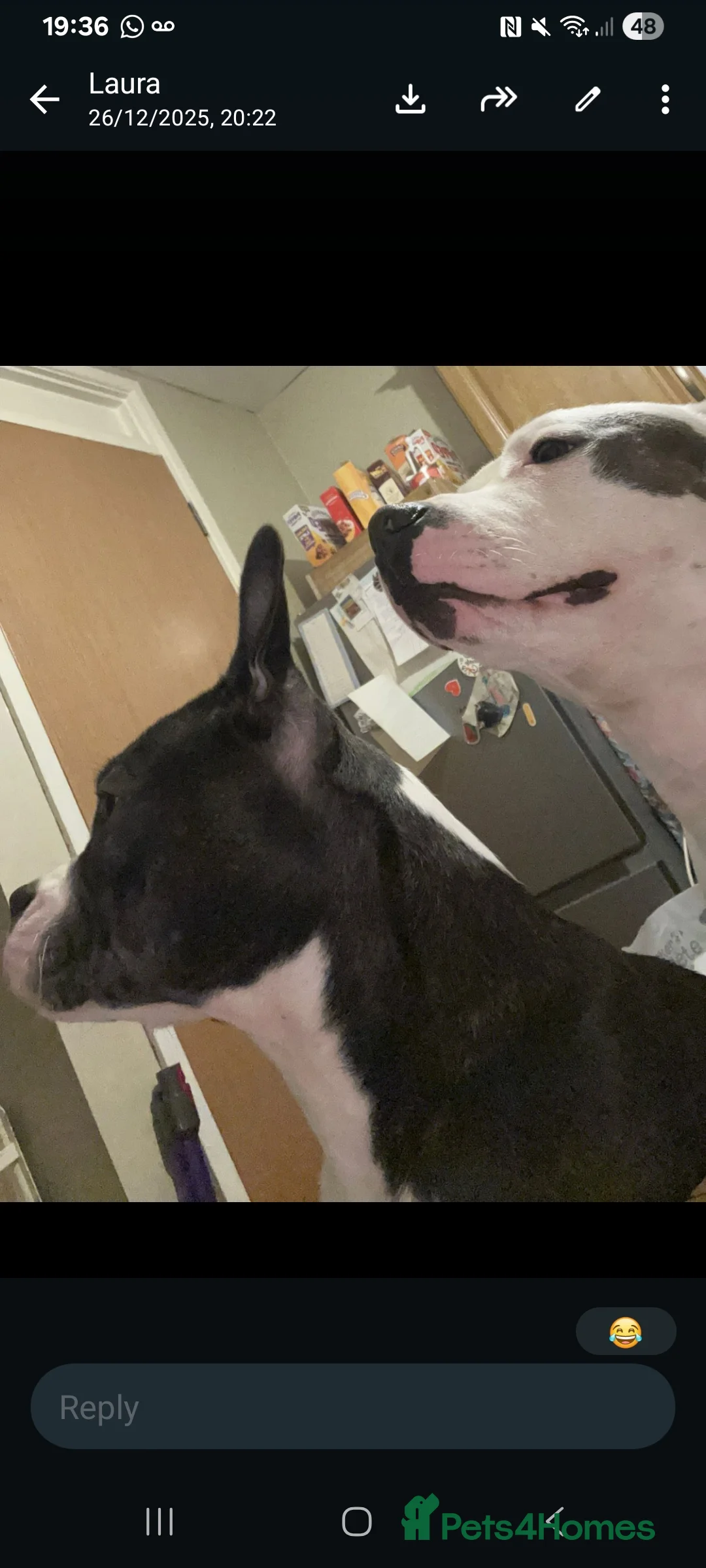 Mixed Breed dogs for sale: Staffordshire bull terrier puppies in Belfast - Advert 2
