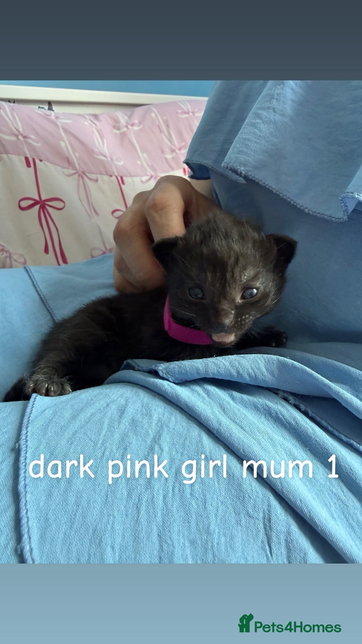 Mixed Breed cats for sale: Kittens for sale - Advert 1