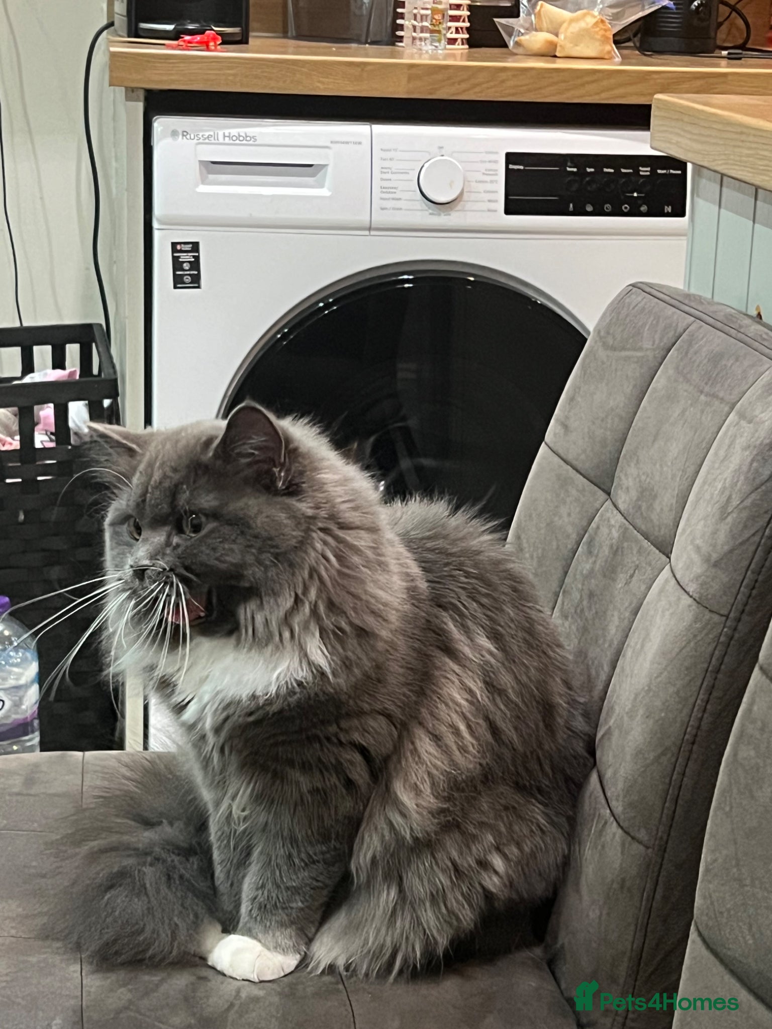 Persian cats Gorgeous cat - Advert 2