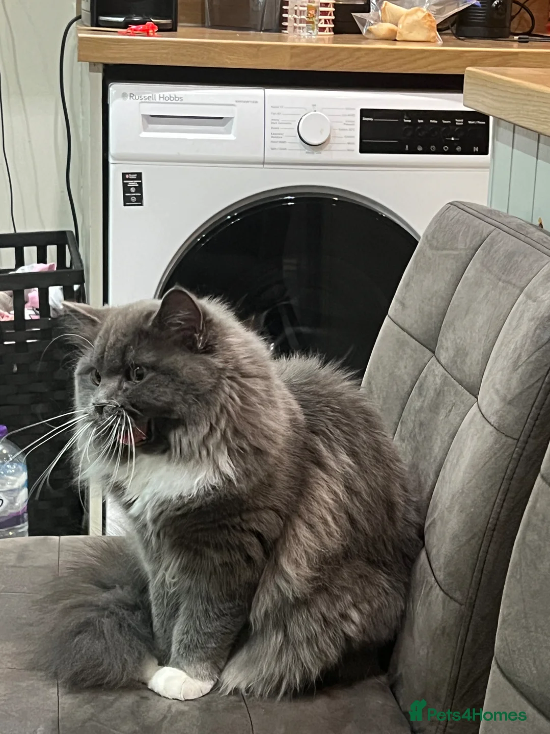 Persian cats for sale: Gorgeous cat - Advert 2