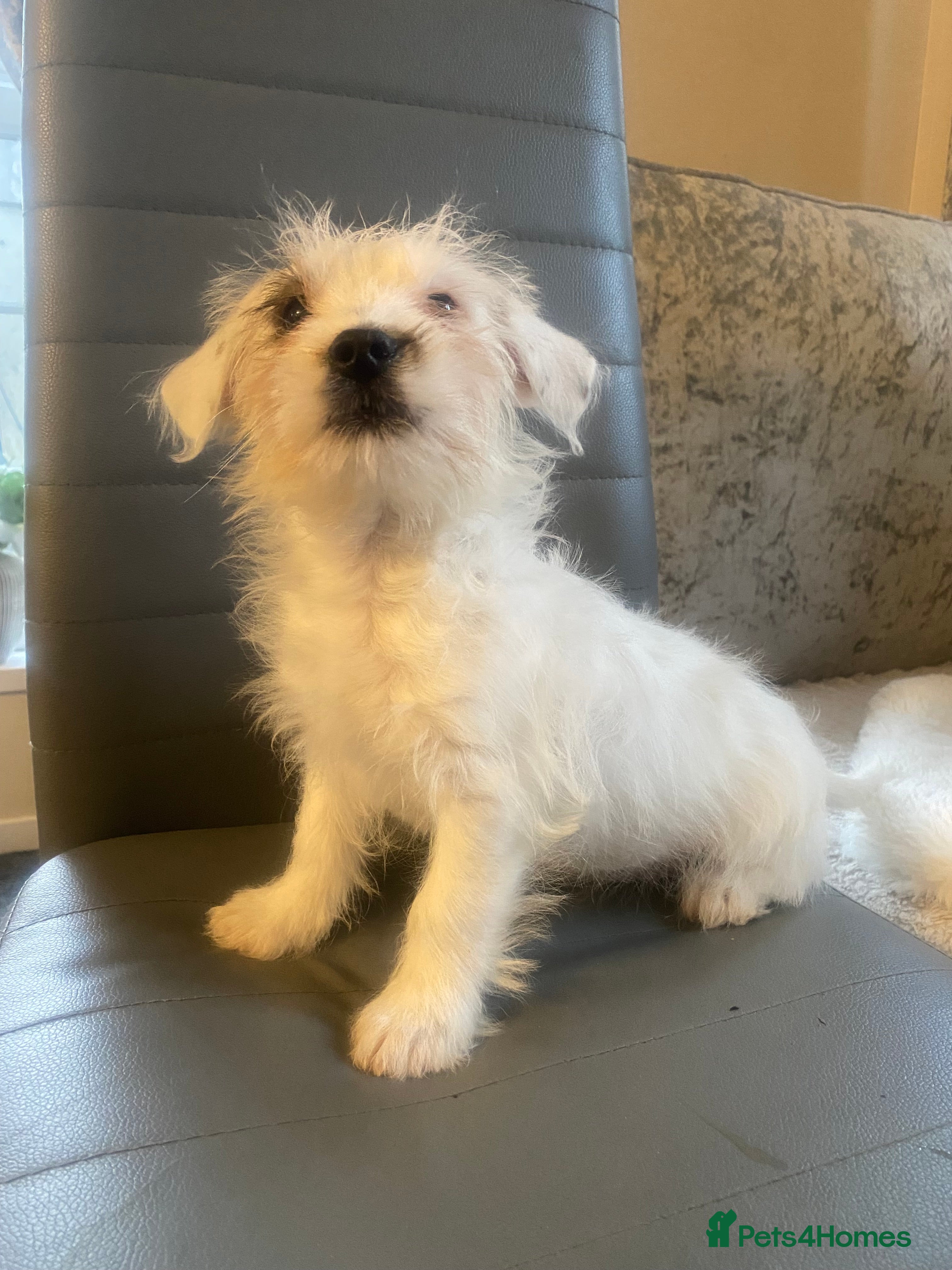 Jack Russell dogs Jack Russell x parson terrier - Advert 6