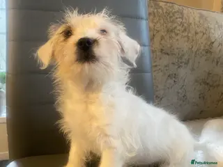 Jack Russell dogs Jack Russell x parson terrier - Advert 6