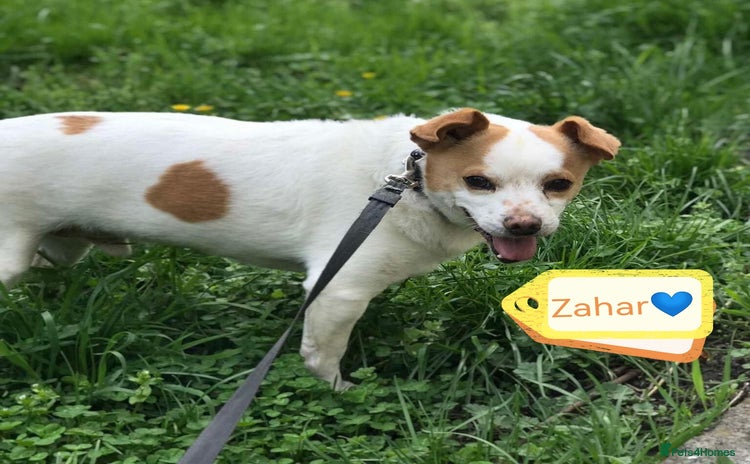 Mixed Breed dogs - Advert 7