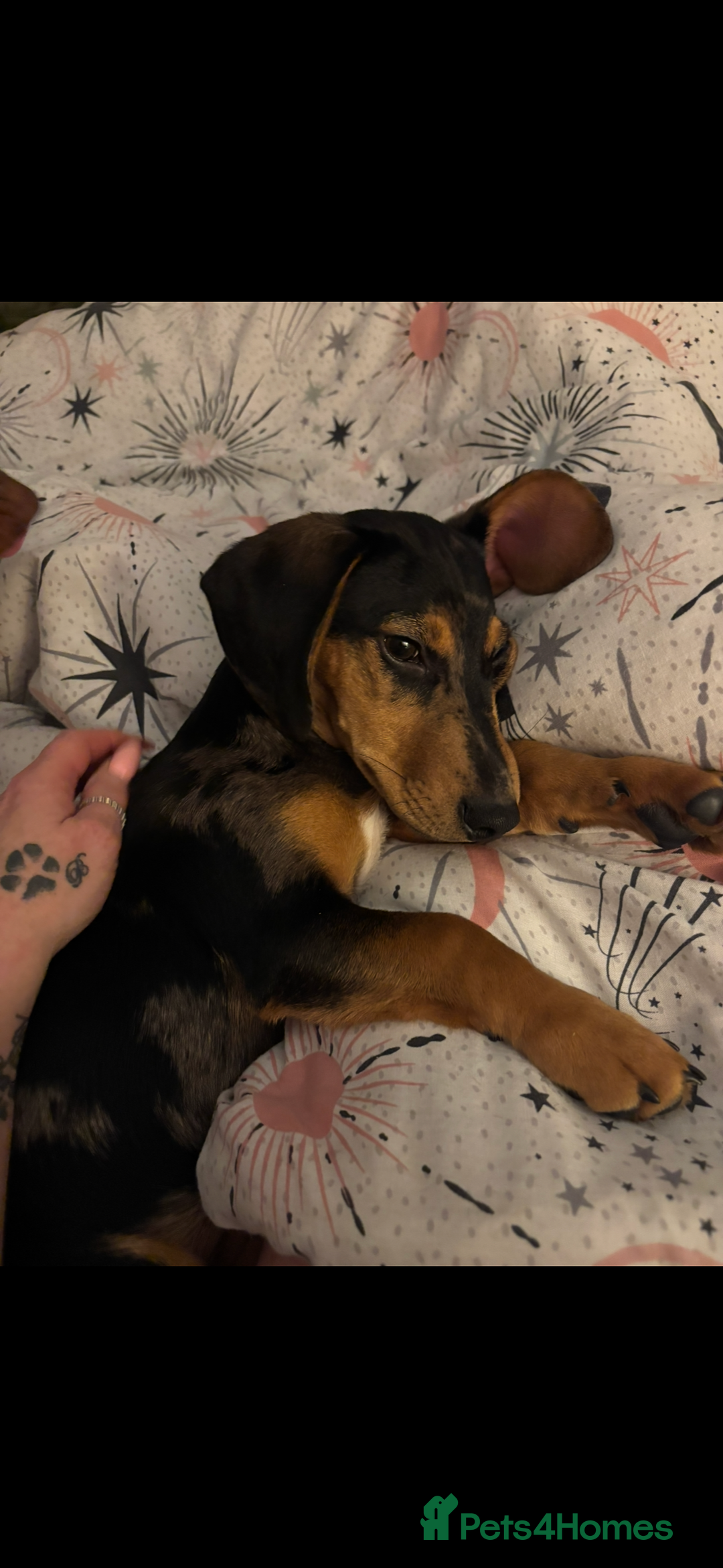 Mixed Breed dogs for sale: Handsome boy  - Advert 3