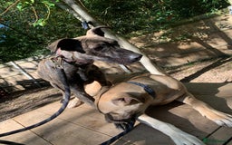 Mixed Breed dogs for sale: Billie and Evie lurcher x bullmastiff  - Image 2