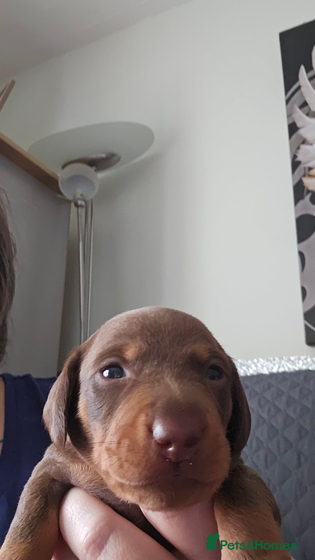 Dachshund dogs for sale: Dashound puppies for sale.  - Image 2