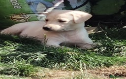 Lurcher dogs for sale: 5 lurcher pups looking for forever homes - Image 10