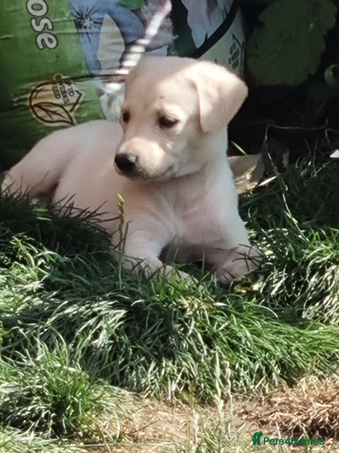 Lurcher dogs for sale: 5 lurcher pups looking for forever homes - Image 10