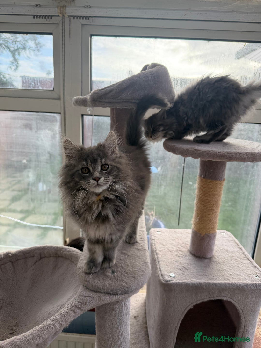 Maine Coon cats for sale: Maine Coon - Advert 2