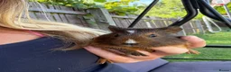 Guinea Pig rodents for sale: Mixed age guinea pigs  - Advert 7