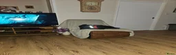 Mixed Breed dogs for sale: Labrador cross - Advert 4