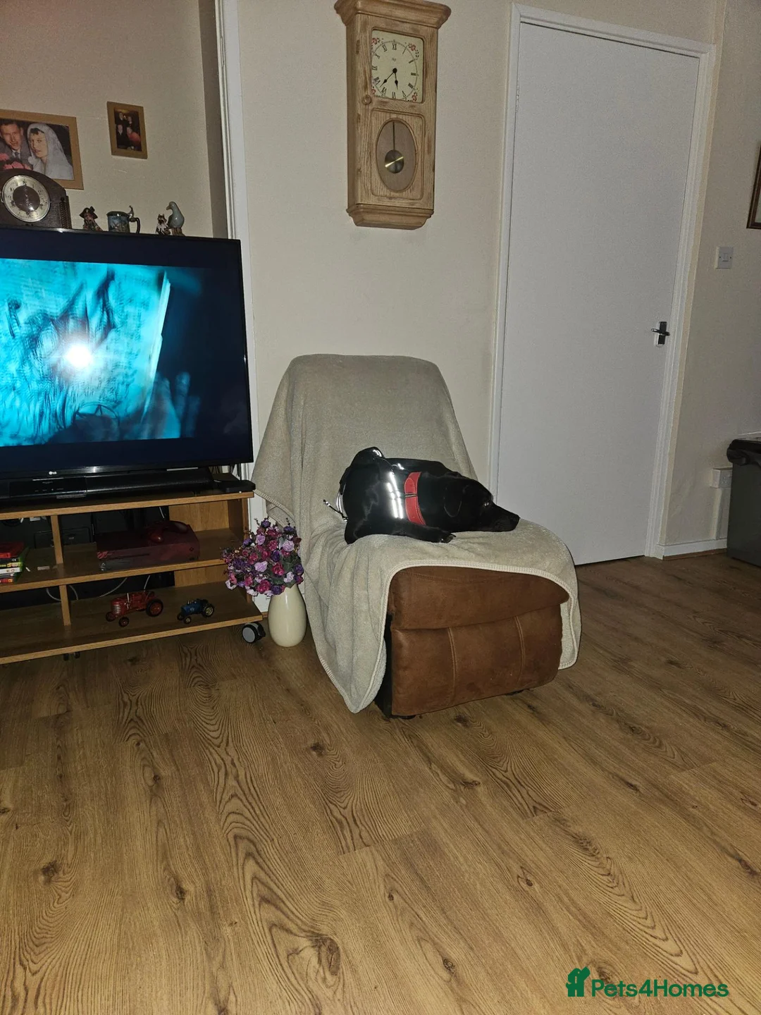 Mixed Breed dogs for sale: Labrador cross - Advert 4
