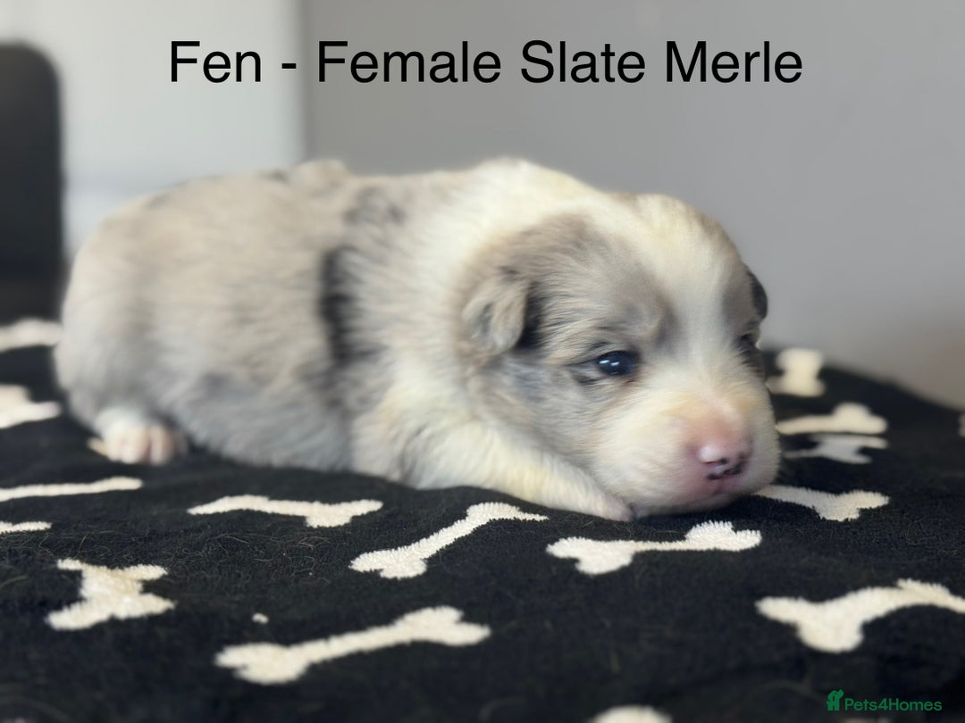 Border Collie dogs for sale: Border Collie (KC reg Pending) Puppies For Sale - Advert 3