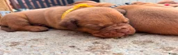 Dogue De Bordeaux dogs for sale: Dogue de bordeux puppies  - Advert 32