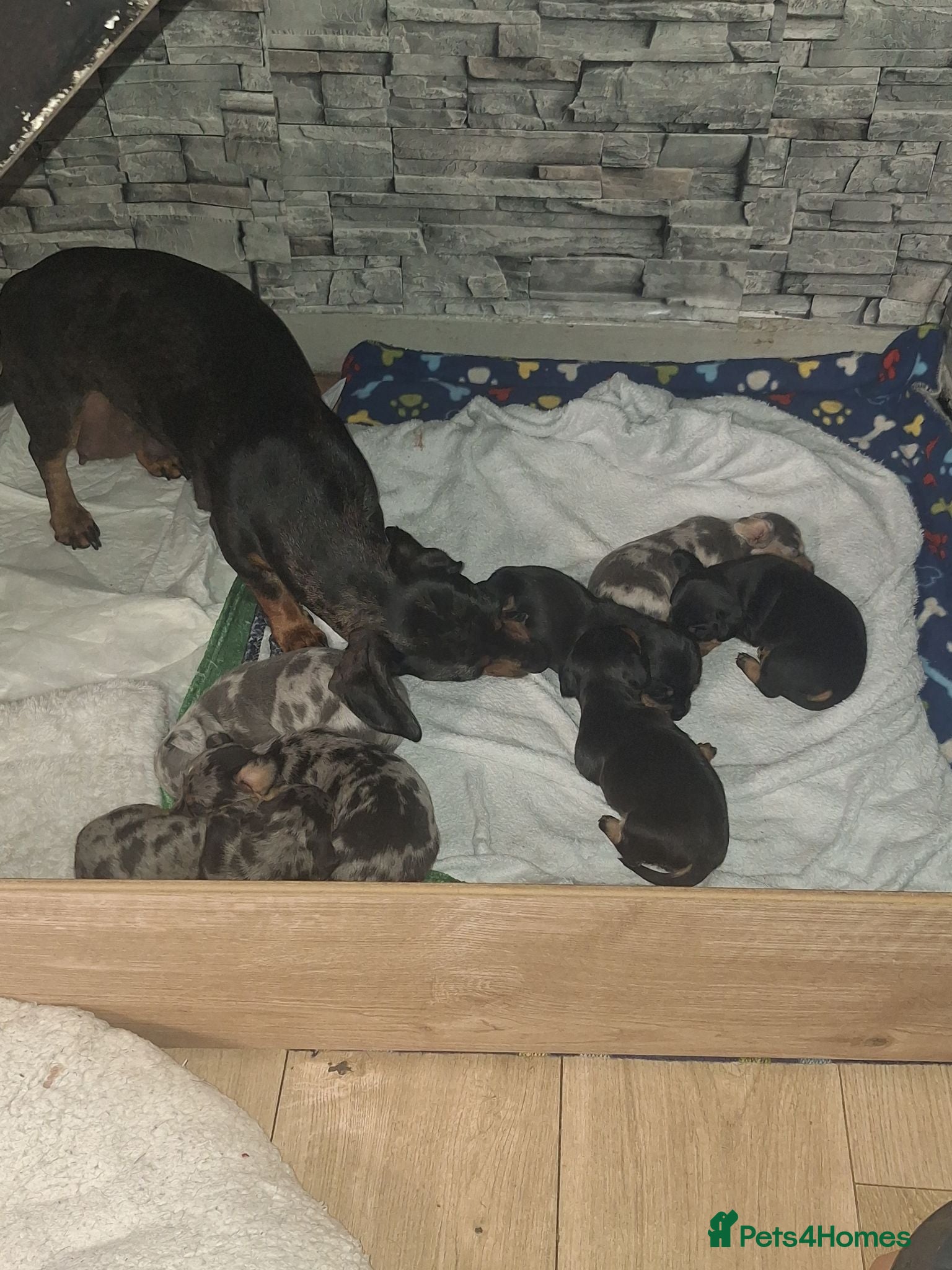 Dachshund dogs Miniature Dachshunds  - Advert 3