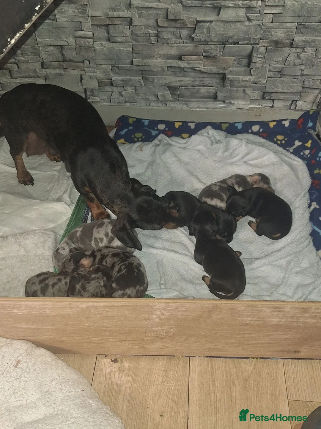Dachshund dogs for sale: Miniature Dachshunds  - Advert 1