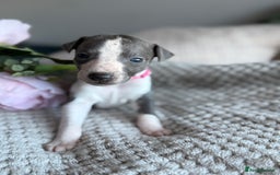 Whippet dogs for sale: 🏆KC Whippet Puppies - Gentle, Elegant & Loving🏆 - Image 10