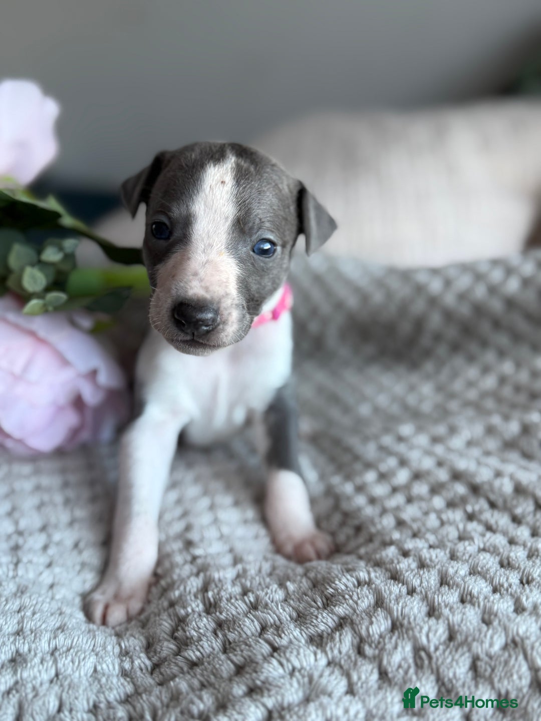 Whippet dogs for sale: 🏆KC Whippet Puppies - Gentle, Elegant & Loving🏆 - Image 10
