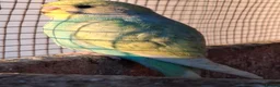 Budgerigars birds for sale: Budgies for sale Birmingham  - Advert 4