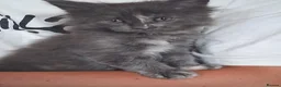 Maine Coon cats for sale: Stunning health tested, tica reg kittens 😍 - Advert 33