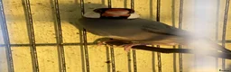Mixed Breed birds for sale: Mixed birds  in Dudley - Advert 2