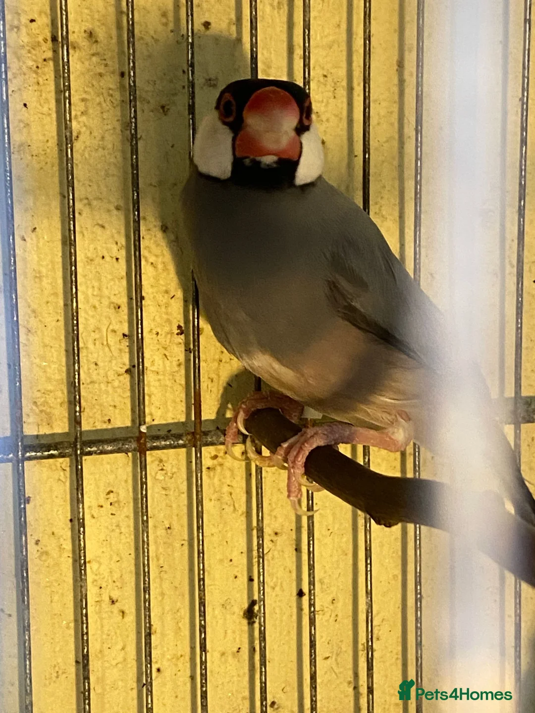 Mixed Breed birds for sale: Mixed birds  in Dudley - Advert 2