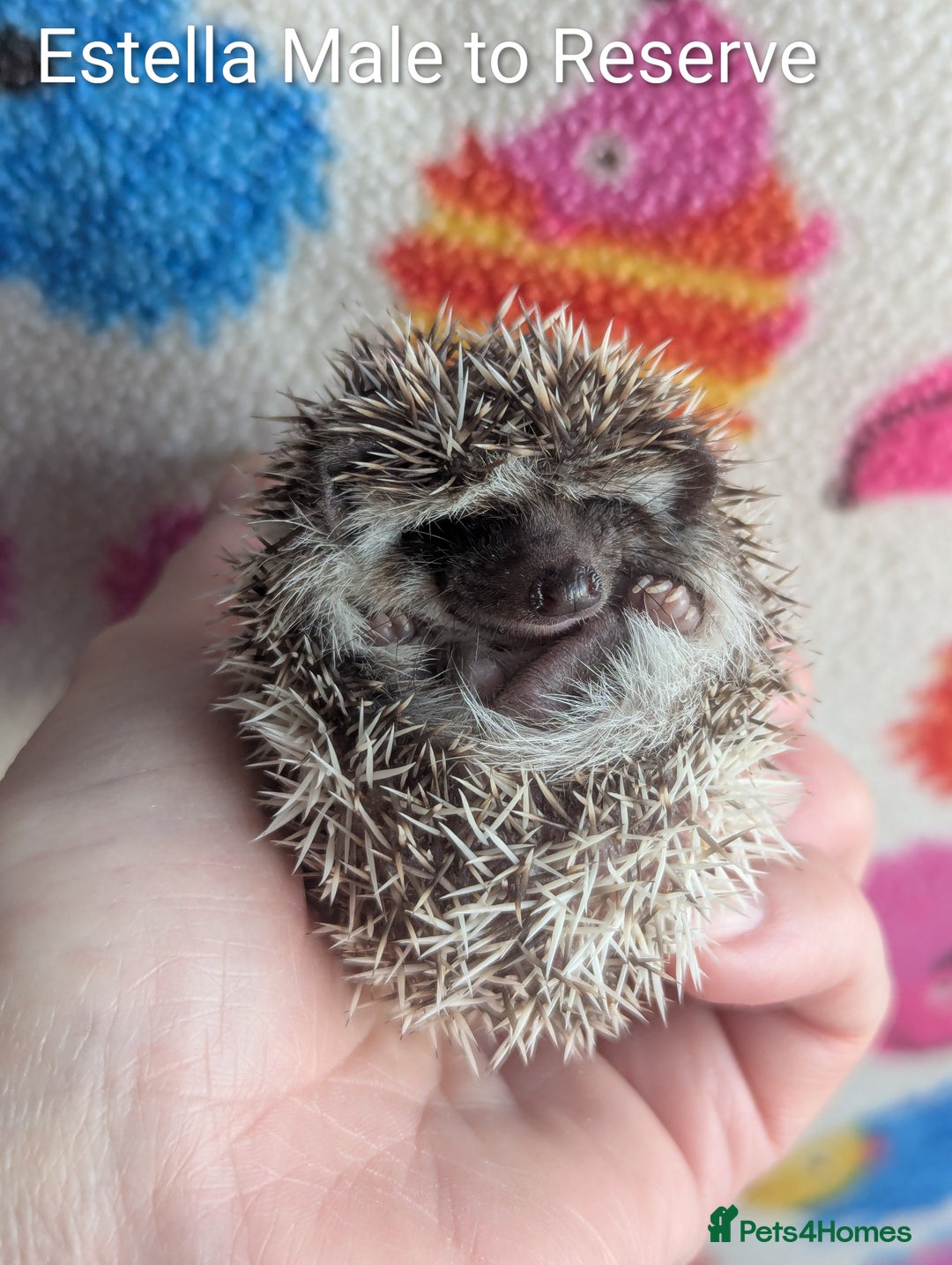 Pygmy Hedgehog rodents for sale: Gorgeous Baby Hoglets/ Ready to Reserve!!! - Advert 2
