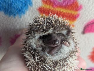 Pygmy Hedgehog rodents Gorgeous Baby Hoglets/ Ready to Reserve!!! - Advert 6