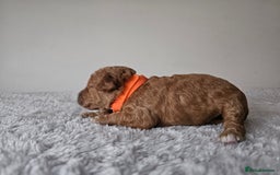 Cavapoochon dogs for sale: Toy cavapoochon F1b - Image 4
