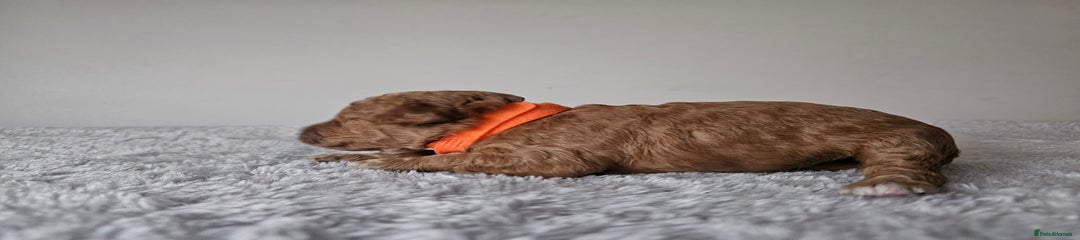 Cavapoochon Puppy 2