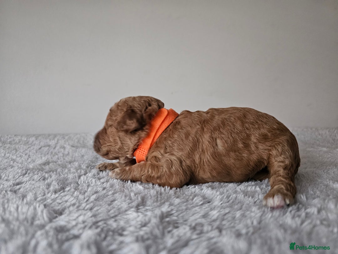 Cavapoochon dogs for sale: Toy cavapoochon F1b - Image 4