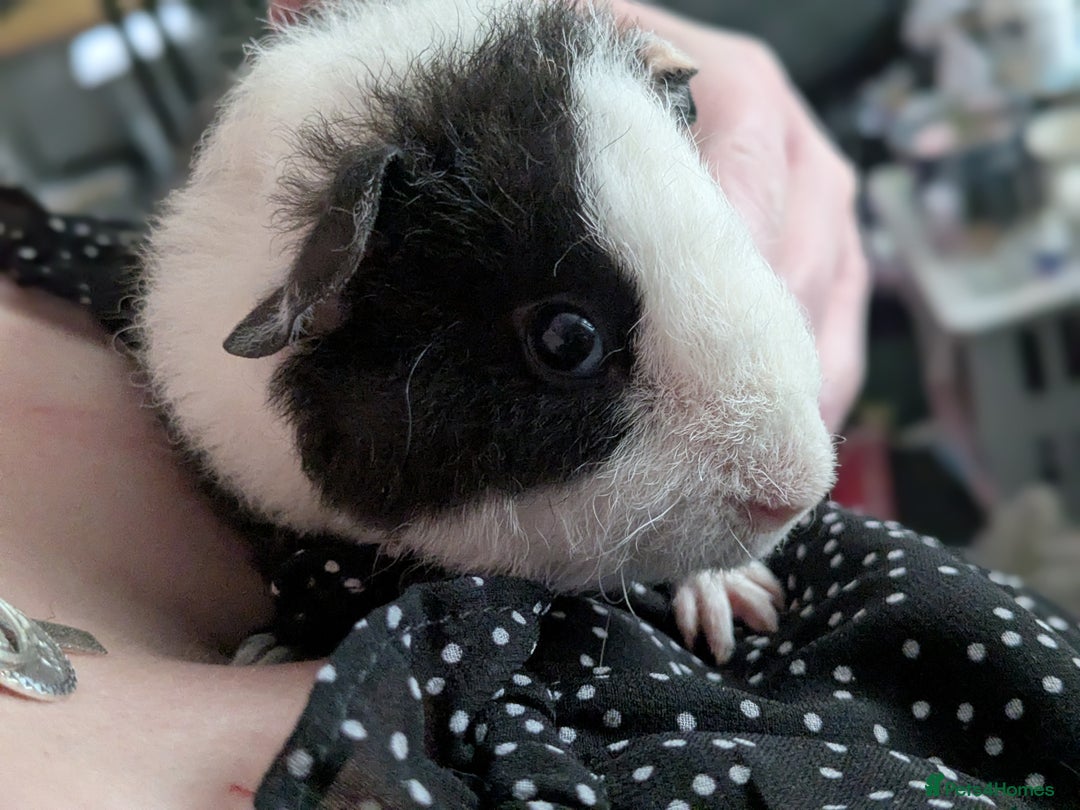 Guinea Pig rodents for sale: Two male baby guinea pigs ready now - Advert 7