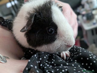 Guinea Pig rodents Two male baby teddy guinea pigs - Advert 20